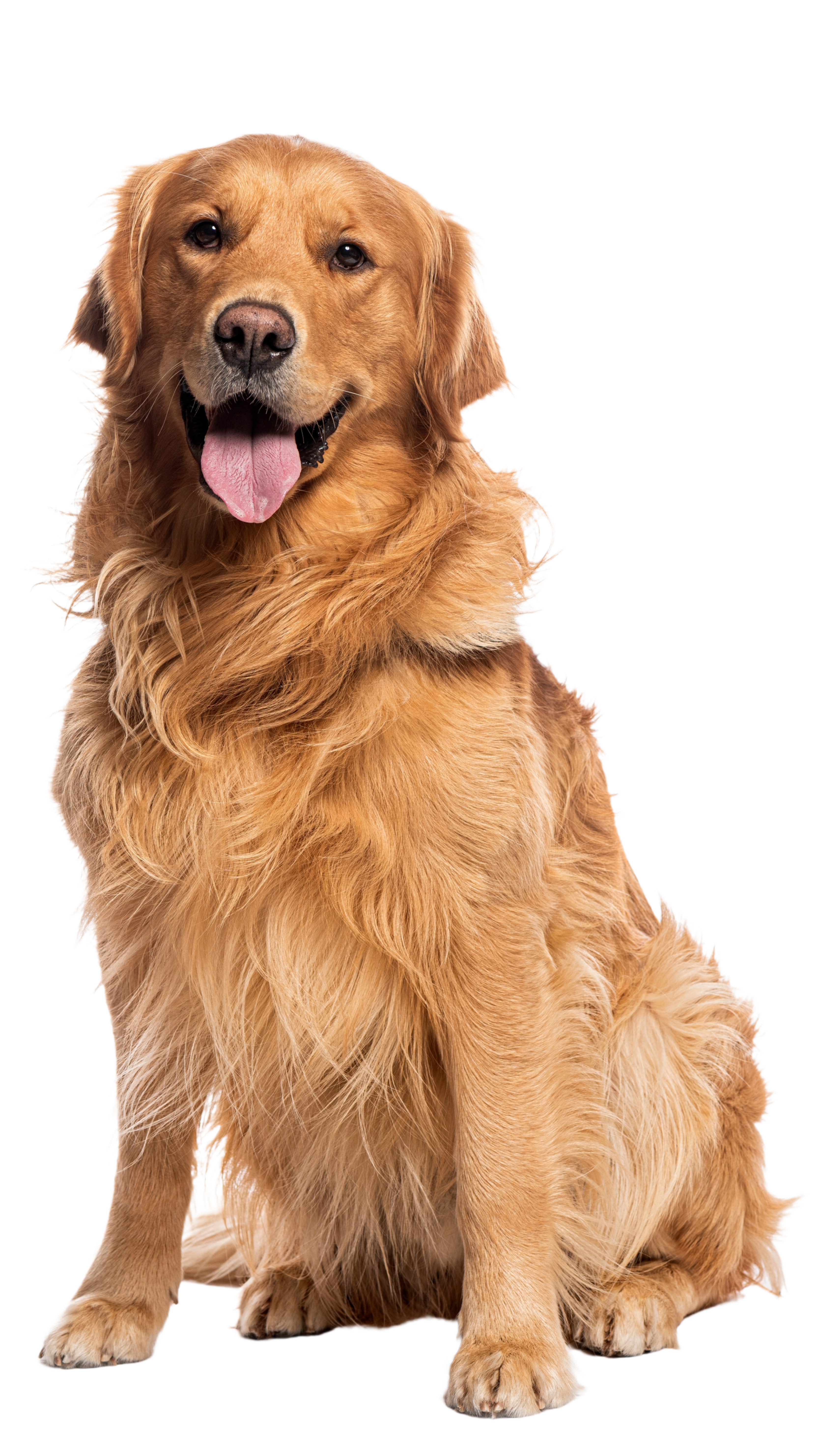 A safe cute pet corgi dog