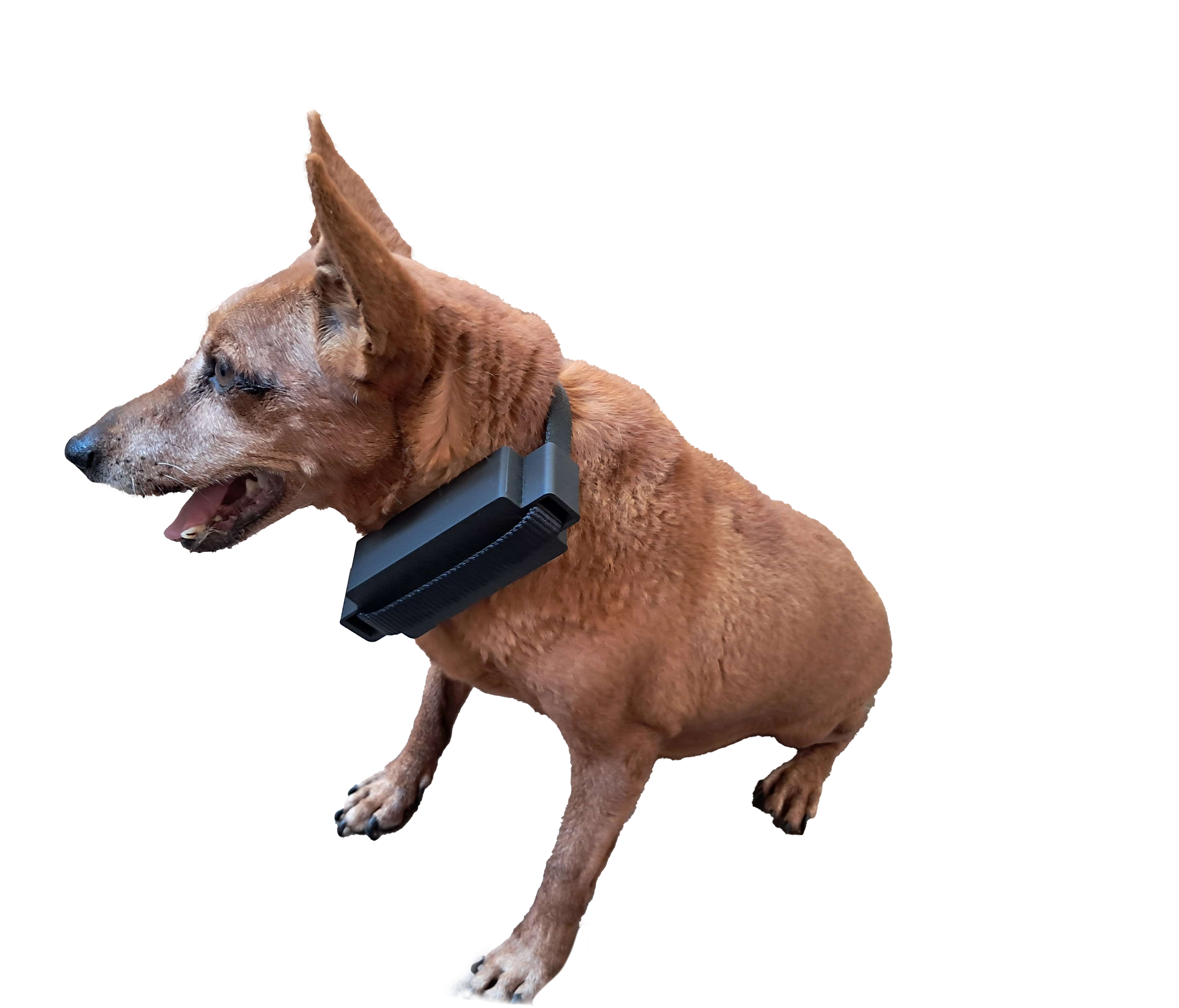 SafePets IoT Collar